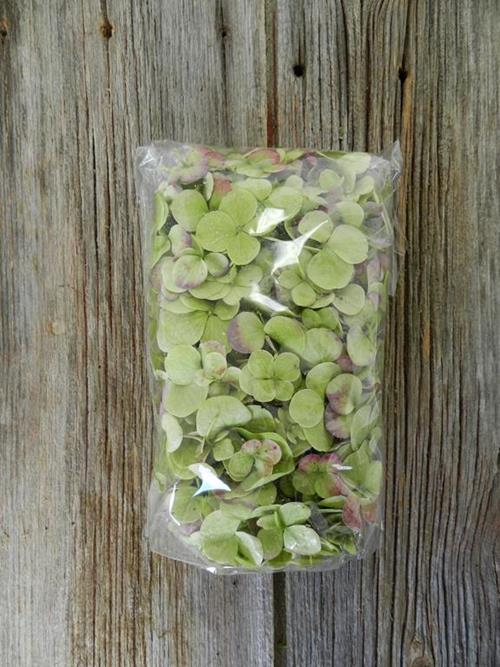 250 GRAMS BAGGED GREEN ANTIQUE HYDRANGEA PETALS